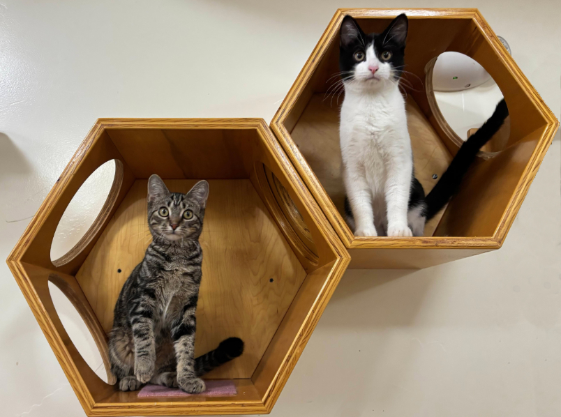 Cats at Happy Cats Haven