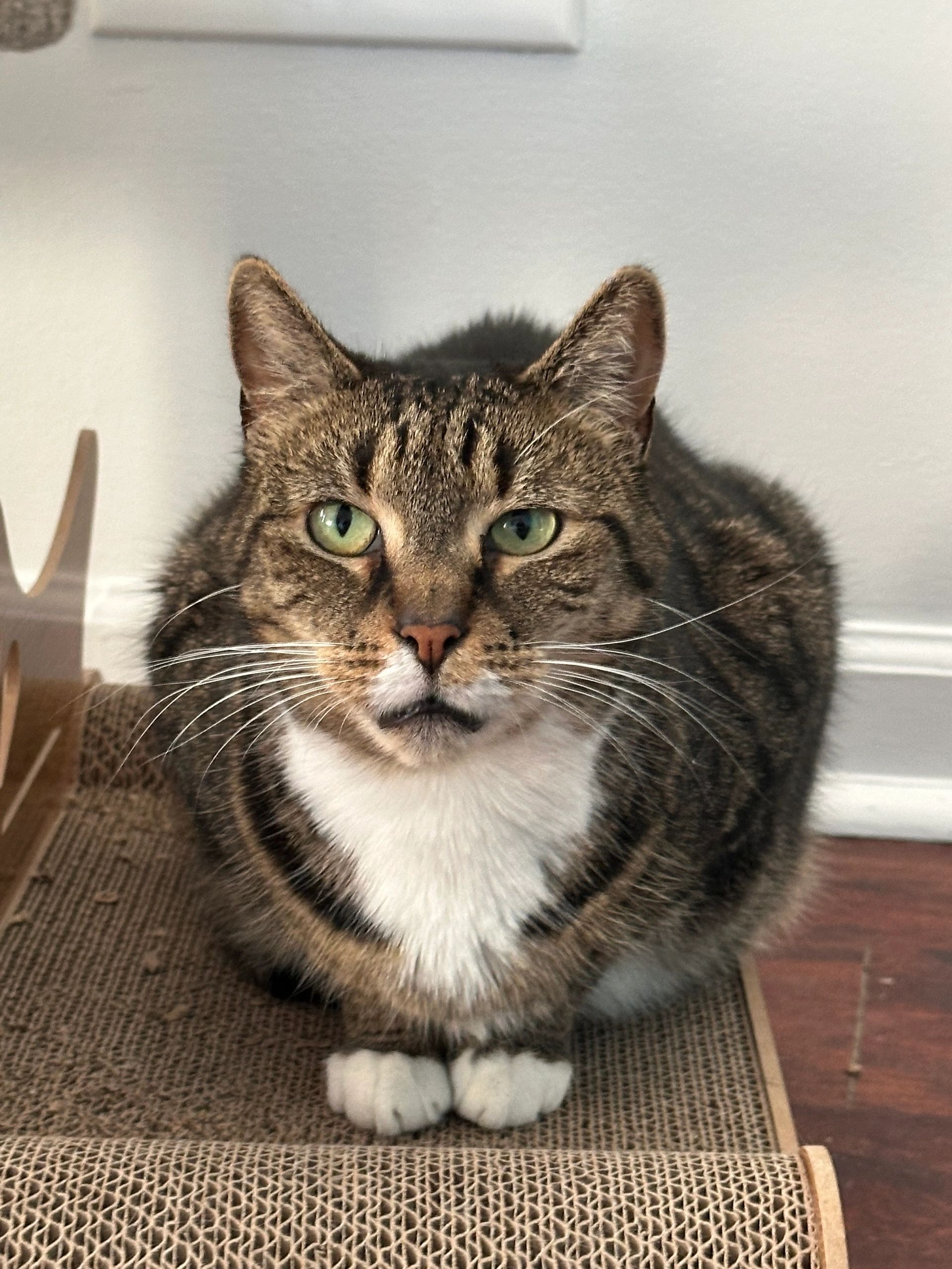 Cats at SAMPLE RESCUE LISTING