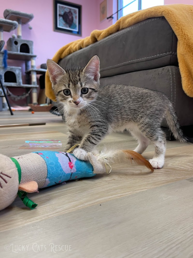 Cats at Lucky Cats Rescue